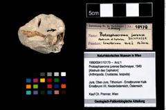 Foto (Objekt + Etikett) von Protosphaeroma jurense (Bachmayer, 1949)  (NHMW-GEO-1990-0041-10179)